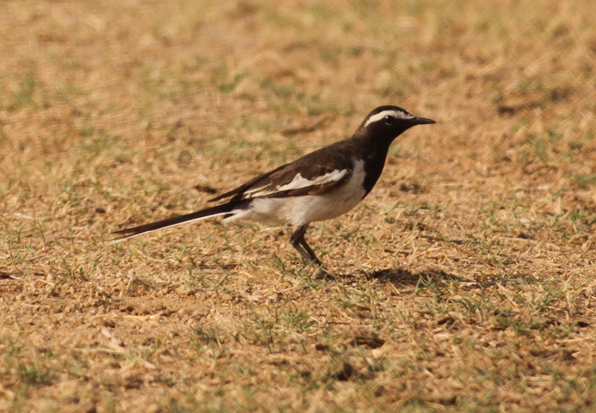 White-browed Wagtail - ML151812551