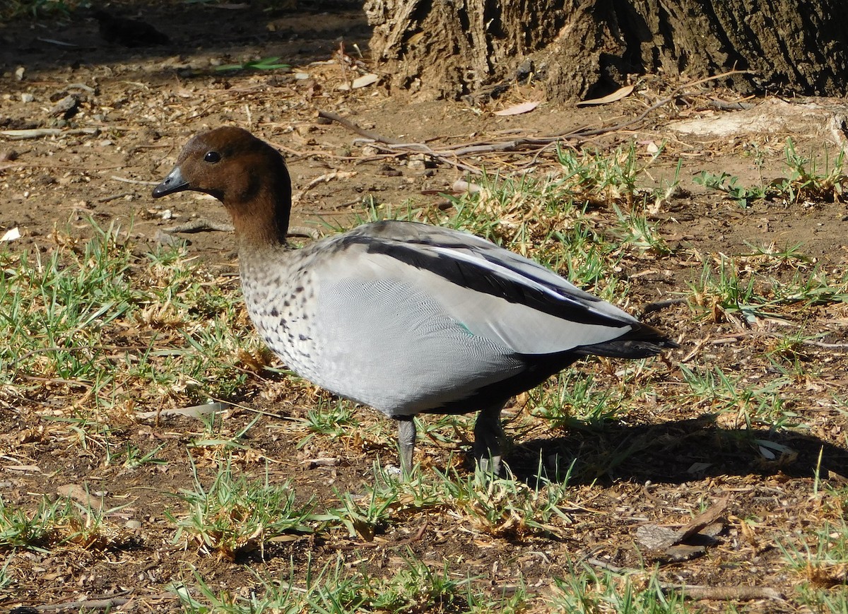 Maned Duck - ML151812891