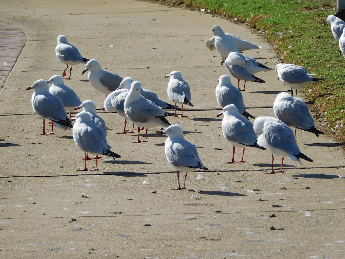 Silver Gull (Silver) - ML151813021