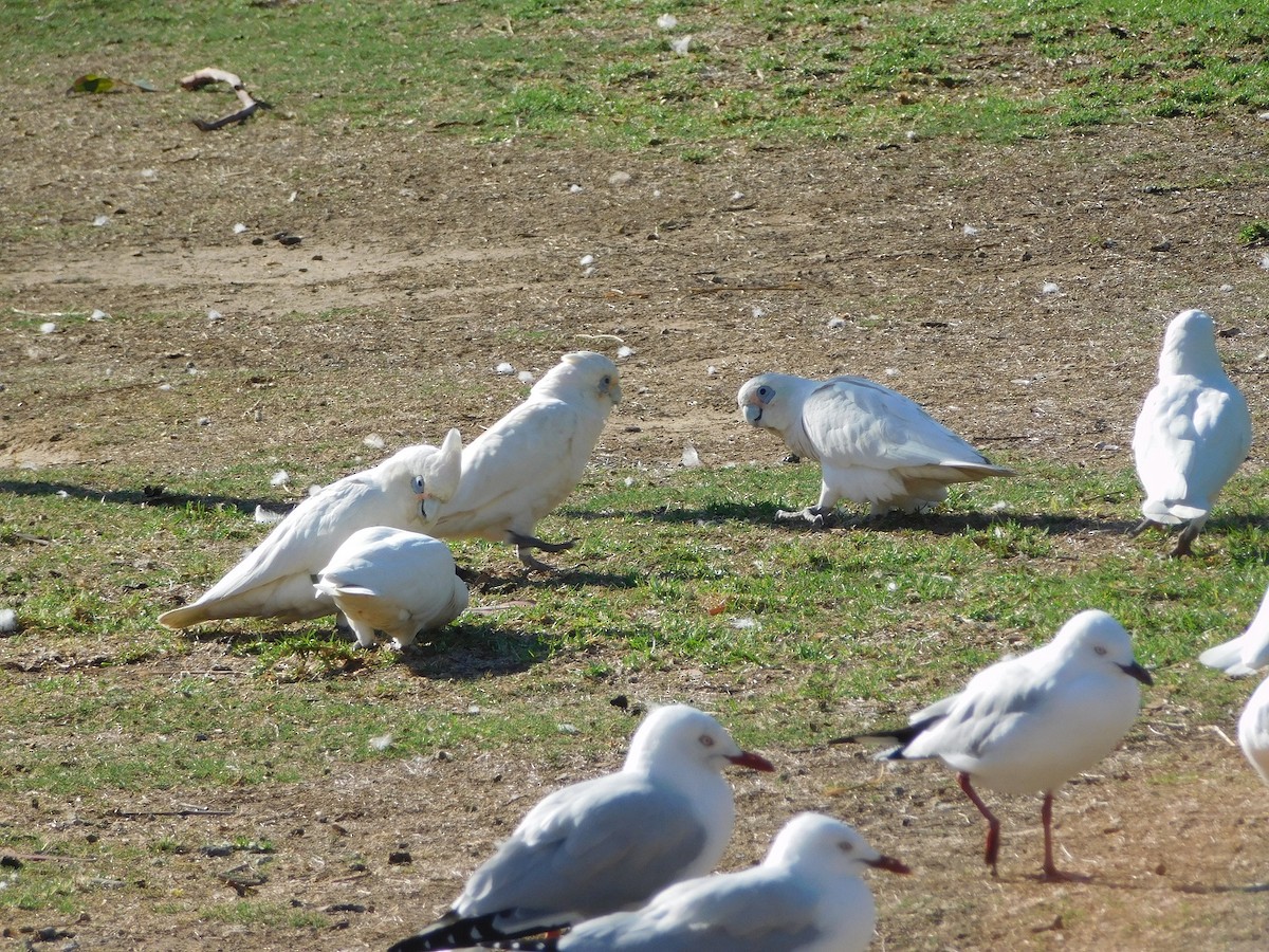 Little Corella - ML151813041