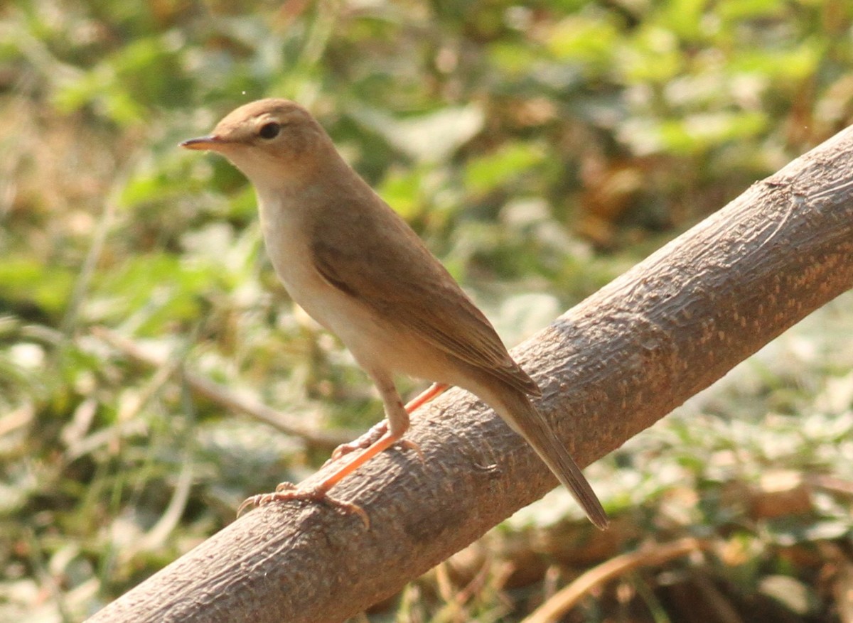 Booted Warbler - ML151813511