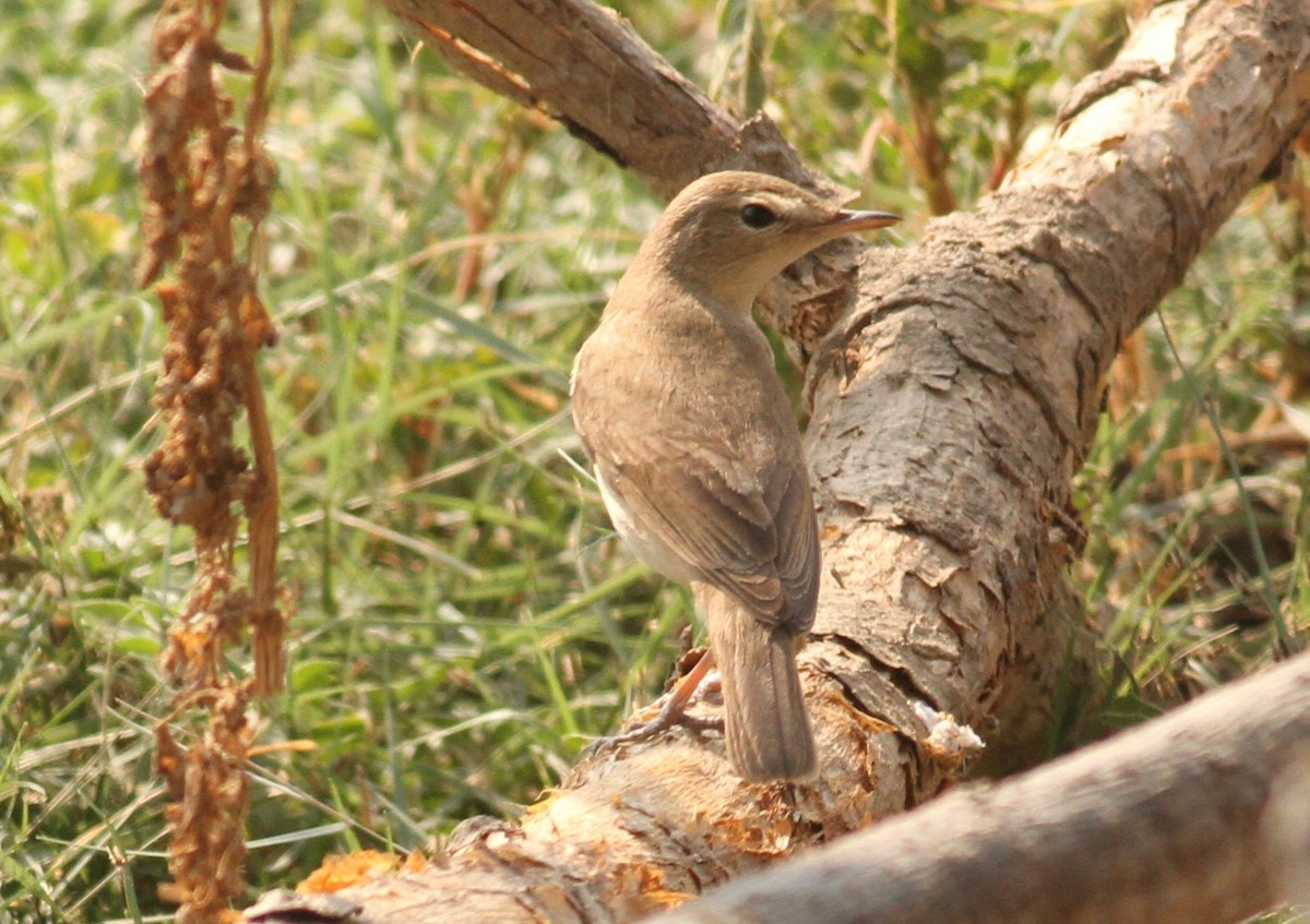 Booted Warbler - ML151813521