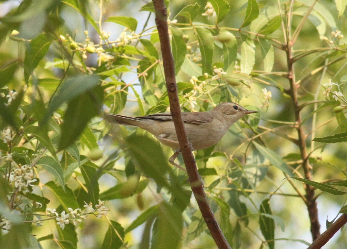 Booted Warbler - ML151813531