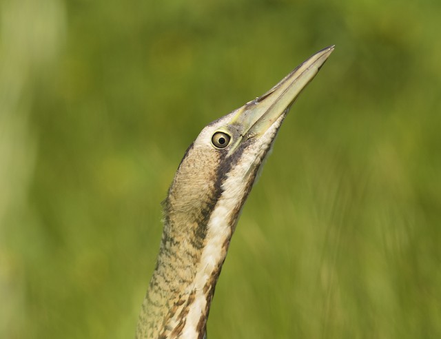 Approaching birds with care: flushing does more harm than you think ...