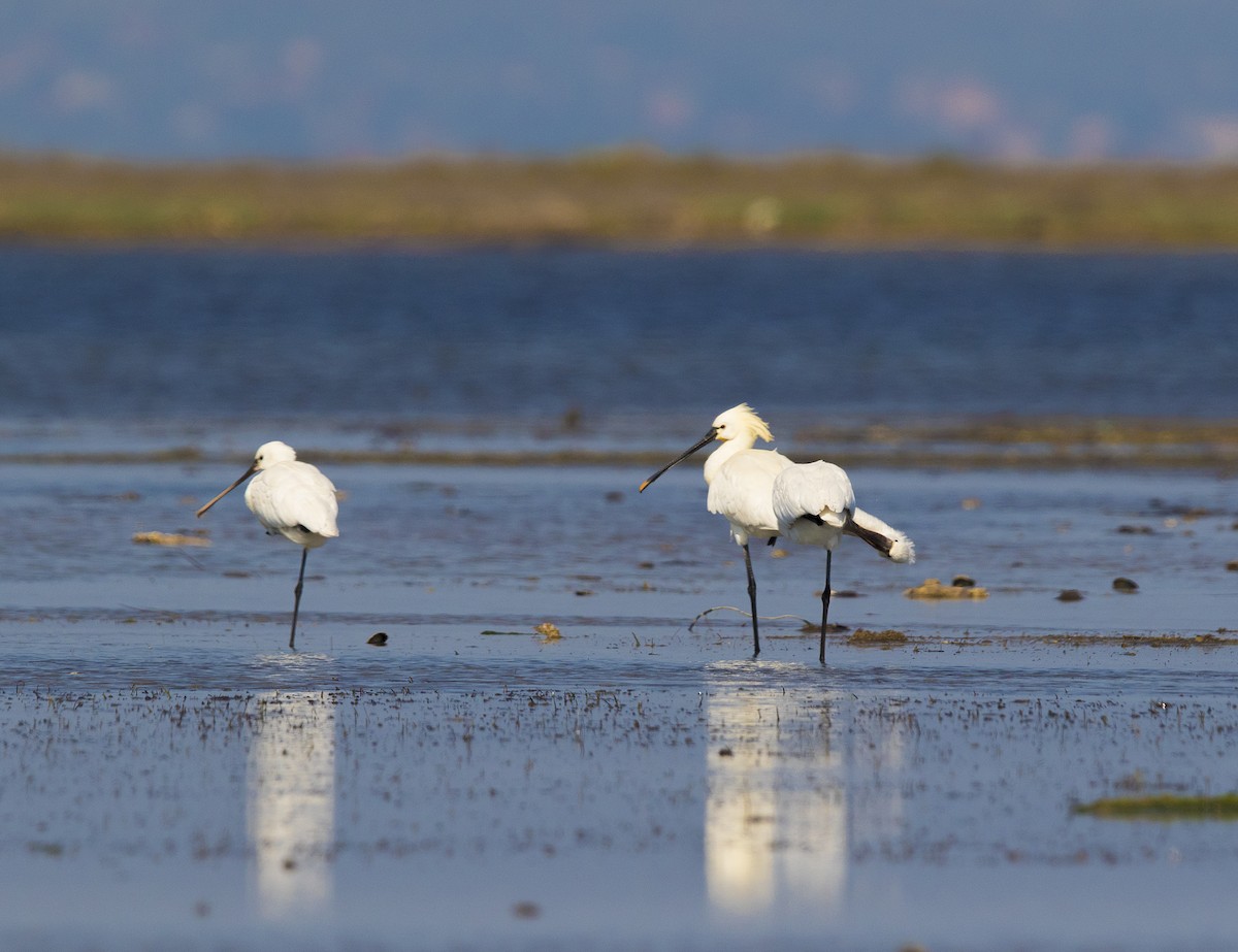 Eurasian Spoonbill - Lefteris Stavrakas