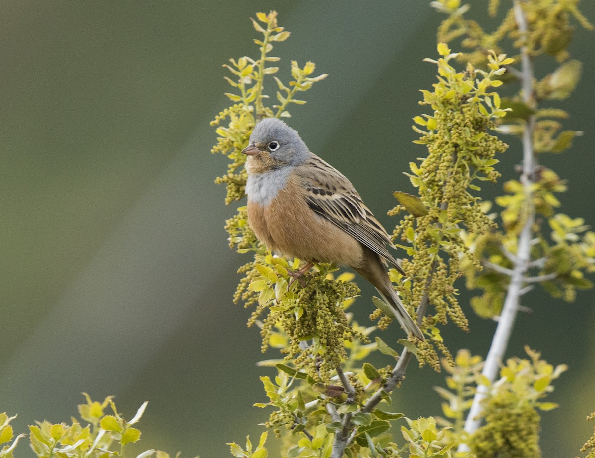 Cretzschmar's Bunting - ML151815611