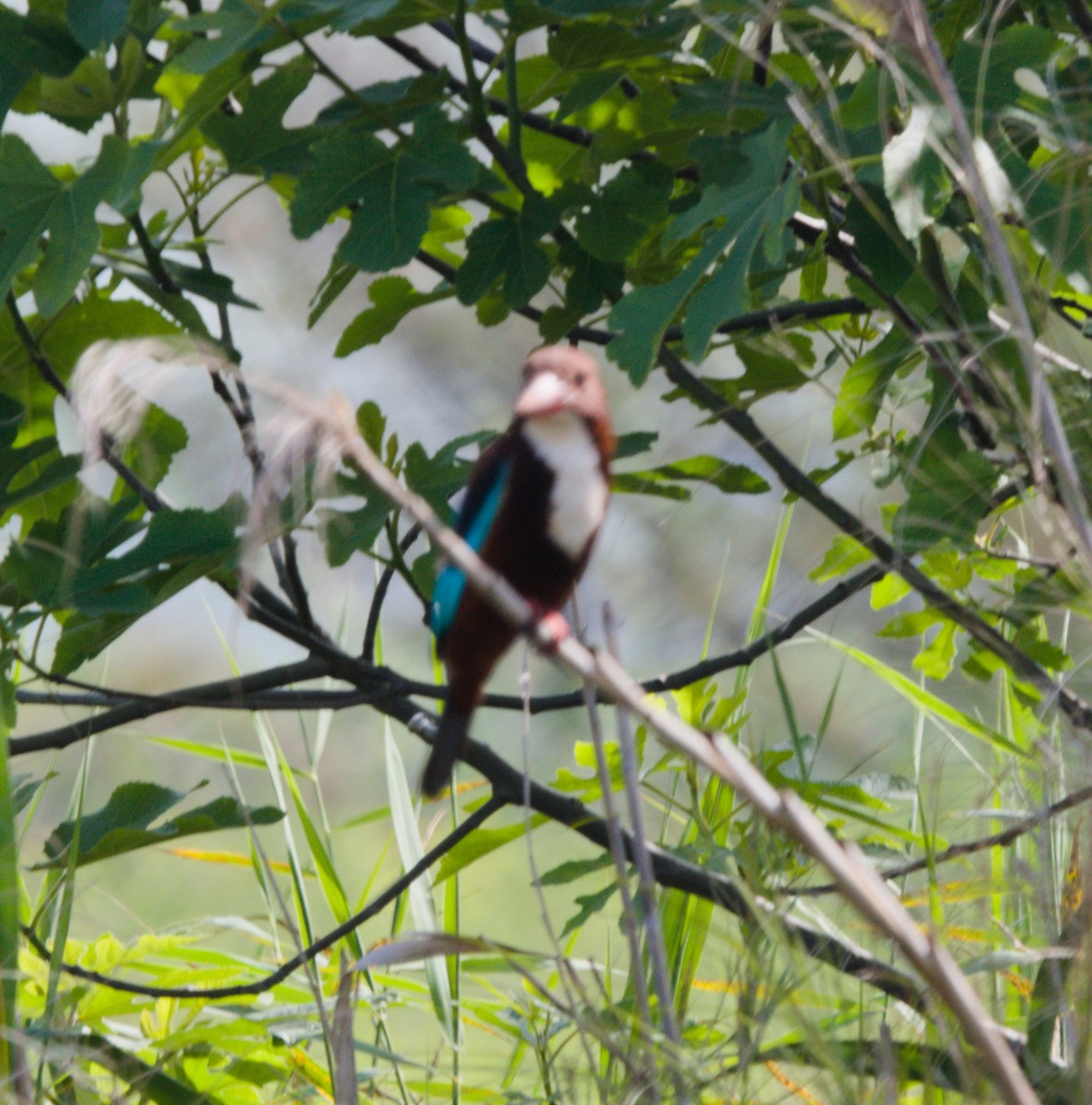 White-throated Kingfisher - ML151816121