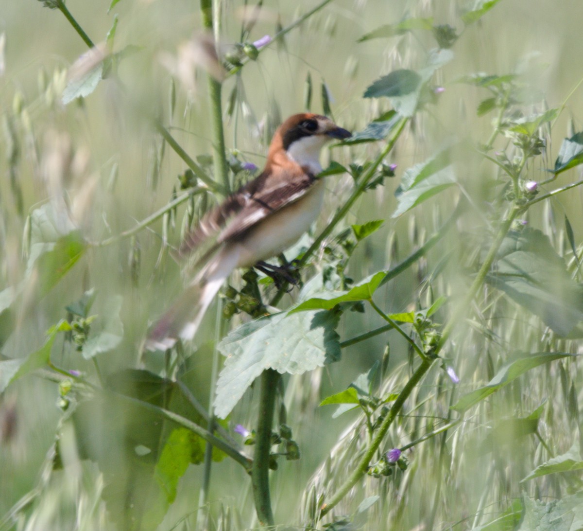 Woodchat Shrike - Gary Wood