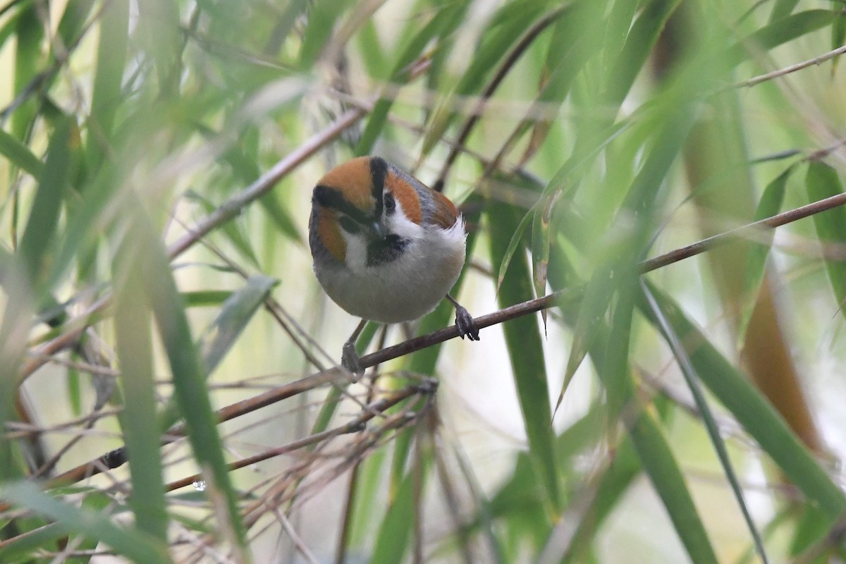 Black-throated Parrotbill - ML151816451