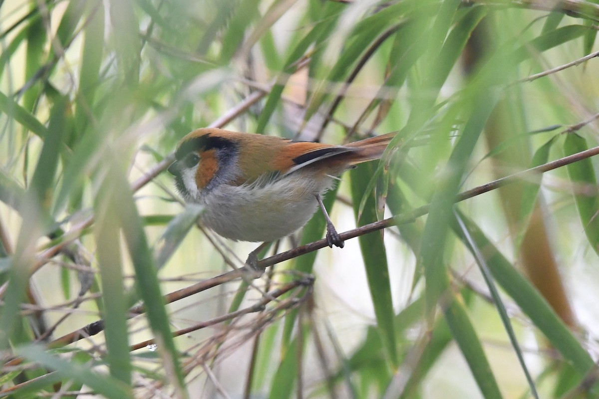 Black-throated Parrotbill - ML151816471