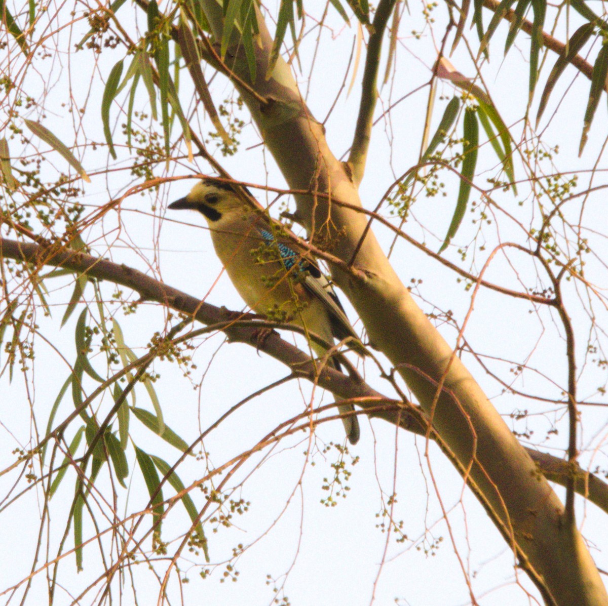 Eurasian Jay - ML151816481