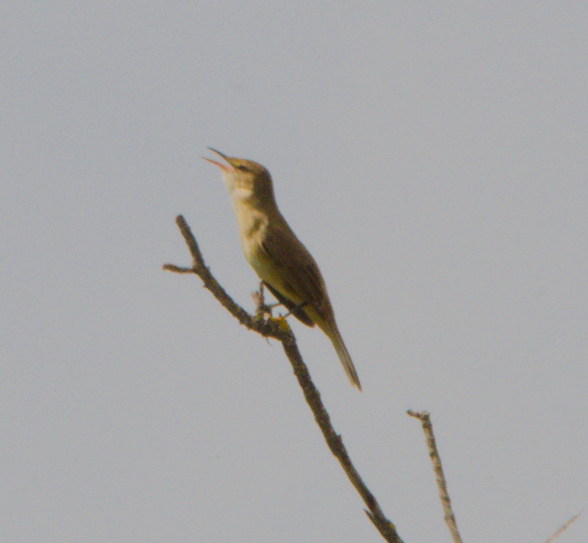 Great Reed Warbler - Gary Wood