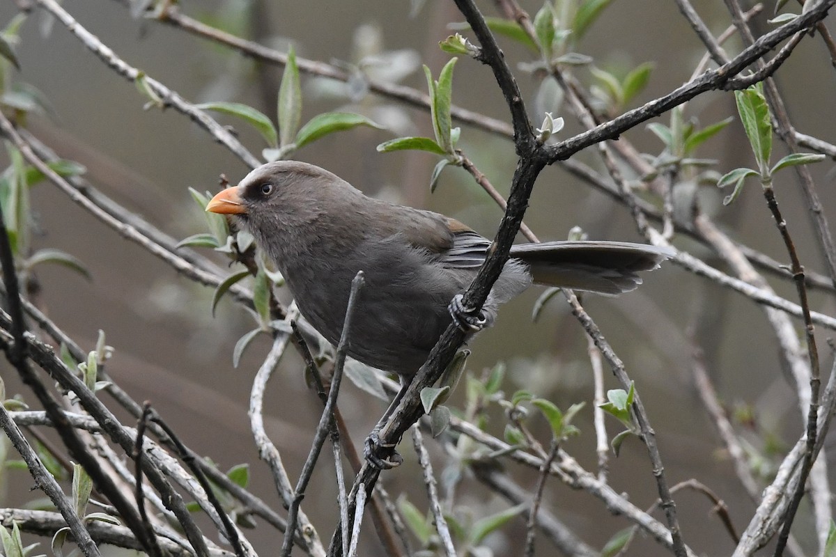 Great Parrotbill - ML151817471