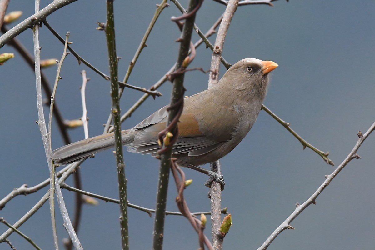 Great Parrotbill - ML151817481