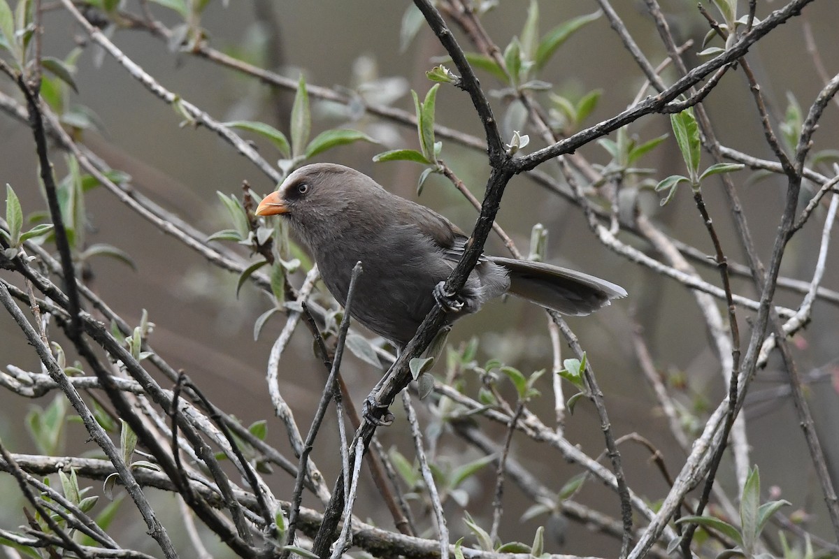 Great Parrotbill - ML151817501