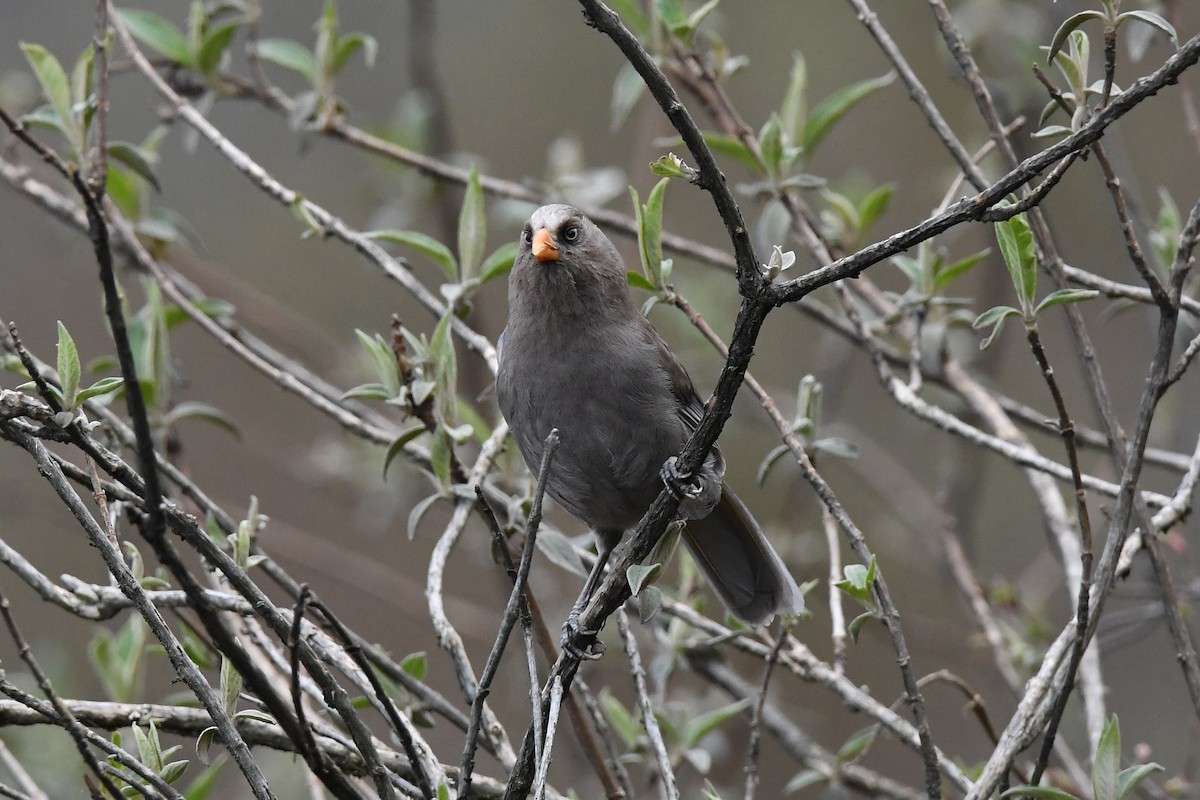 Great Parrotbill - ML151817511