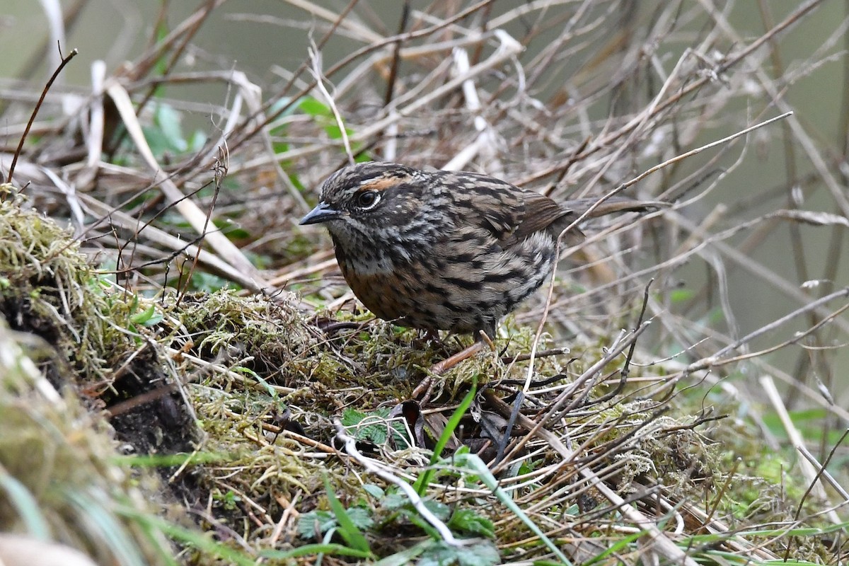 Rufous-breasted Accentor - Sriram Reddy