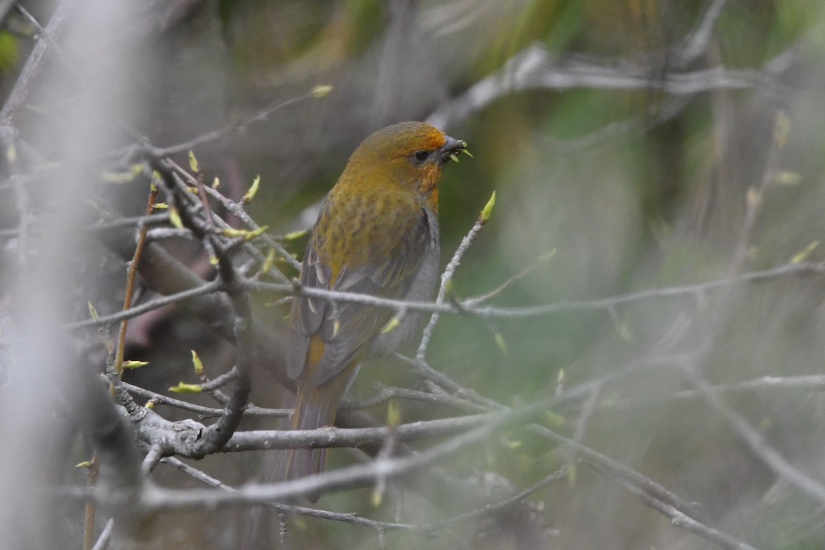 Rhododendrongimpel - ML151818161