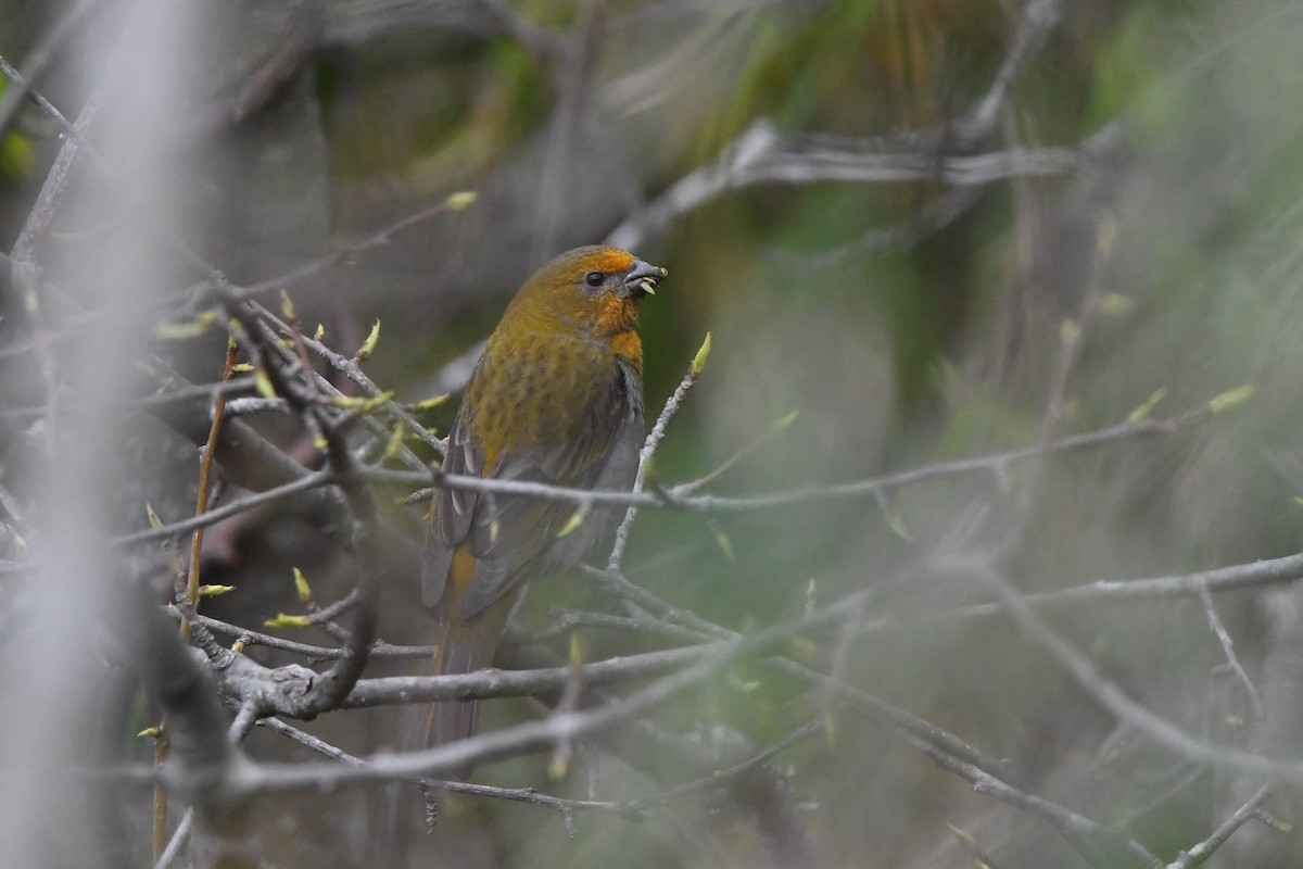 Rhododendrongimpel - ML151818181