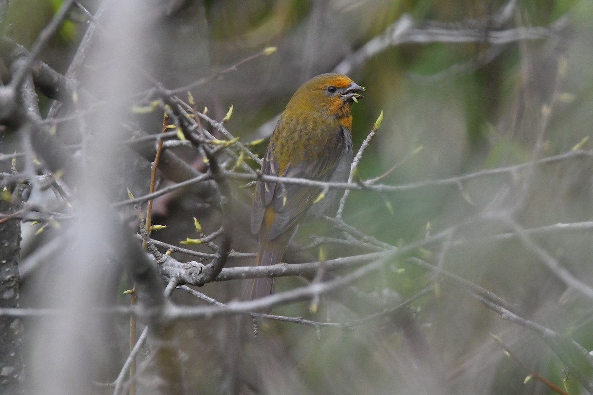 Crimson-browed Finch - ML151818201