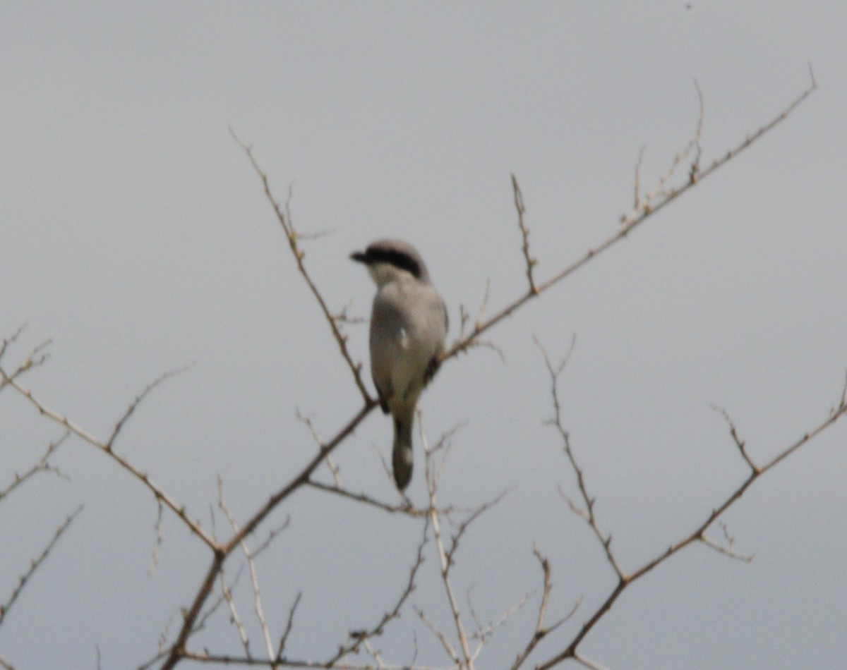 Great Gray Shrike - Gary Wood