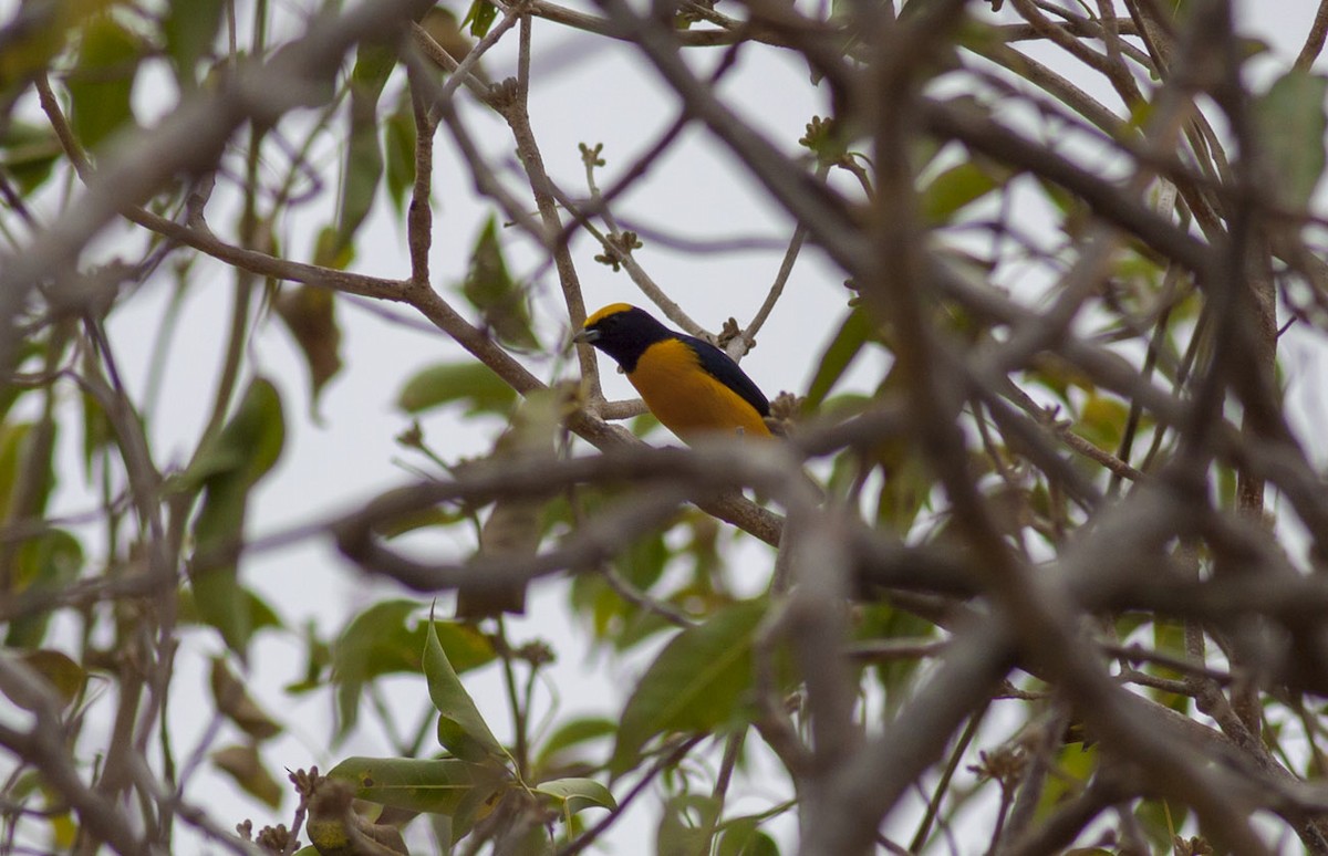 Trinidad Euphonia - ML151818601