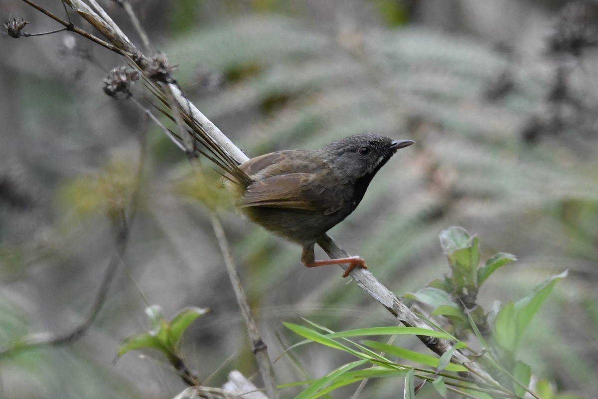 Black-throated Prinia - ML151818711