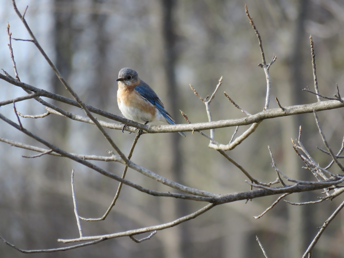 Eastern Bluebird - ML151819081