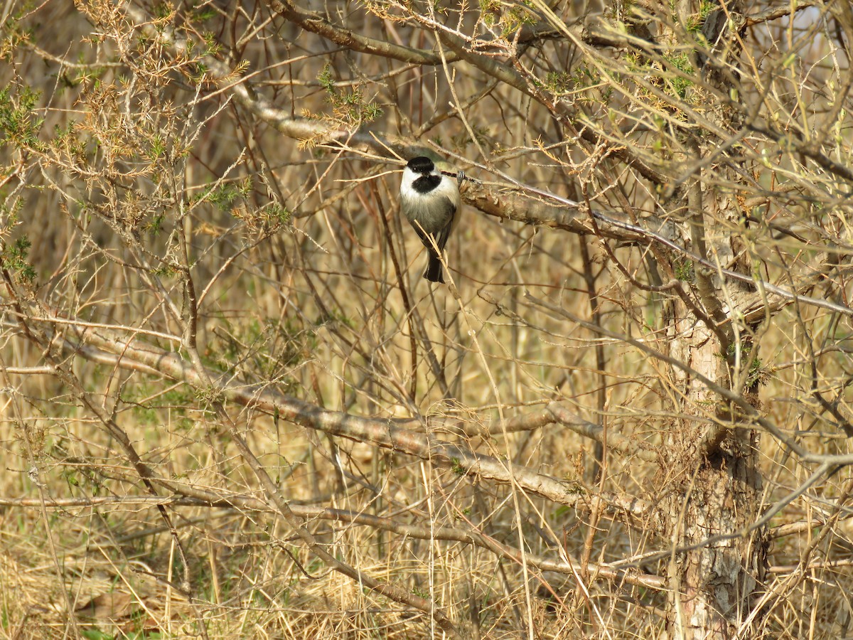 Black-capped Chickadee - Mary Trombley