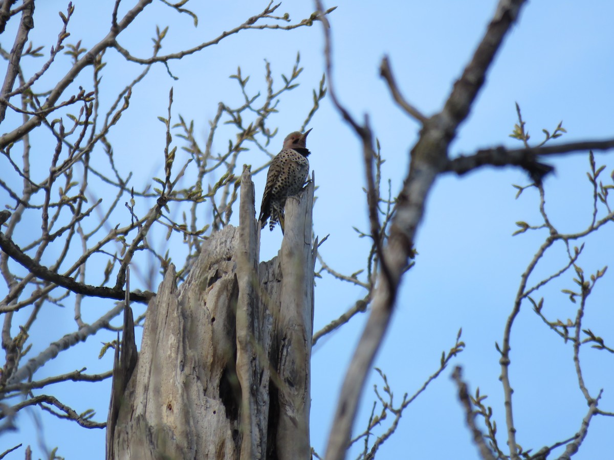 Northern Flicker (Yellow-shafted) - ML151819361