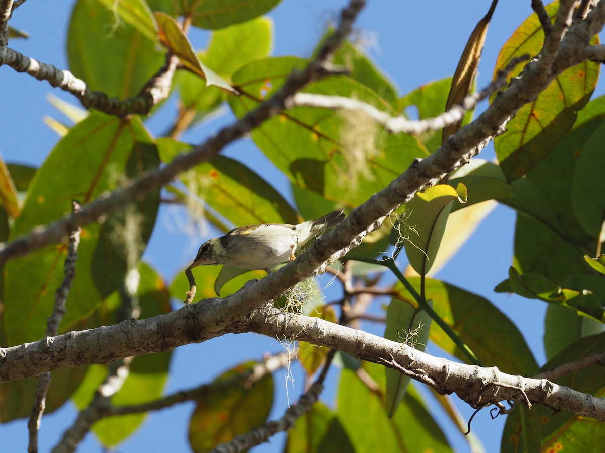 Japanese Leaf/Arctic/Kamchatka Leaf Warbler - ML151820761