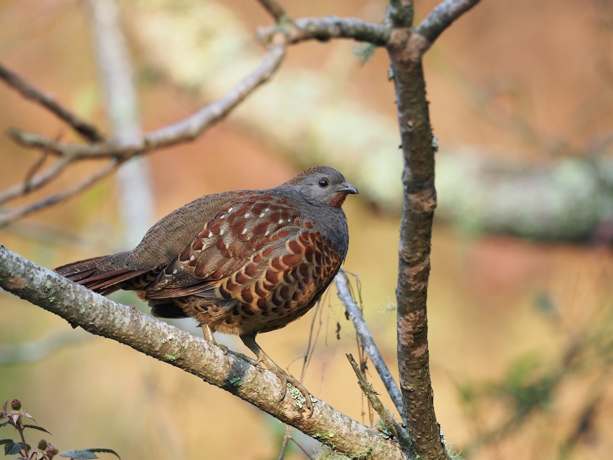 ML151821071 - Taiwan Bamboo-Partridge - Macaulay Library