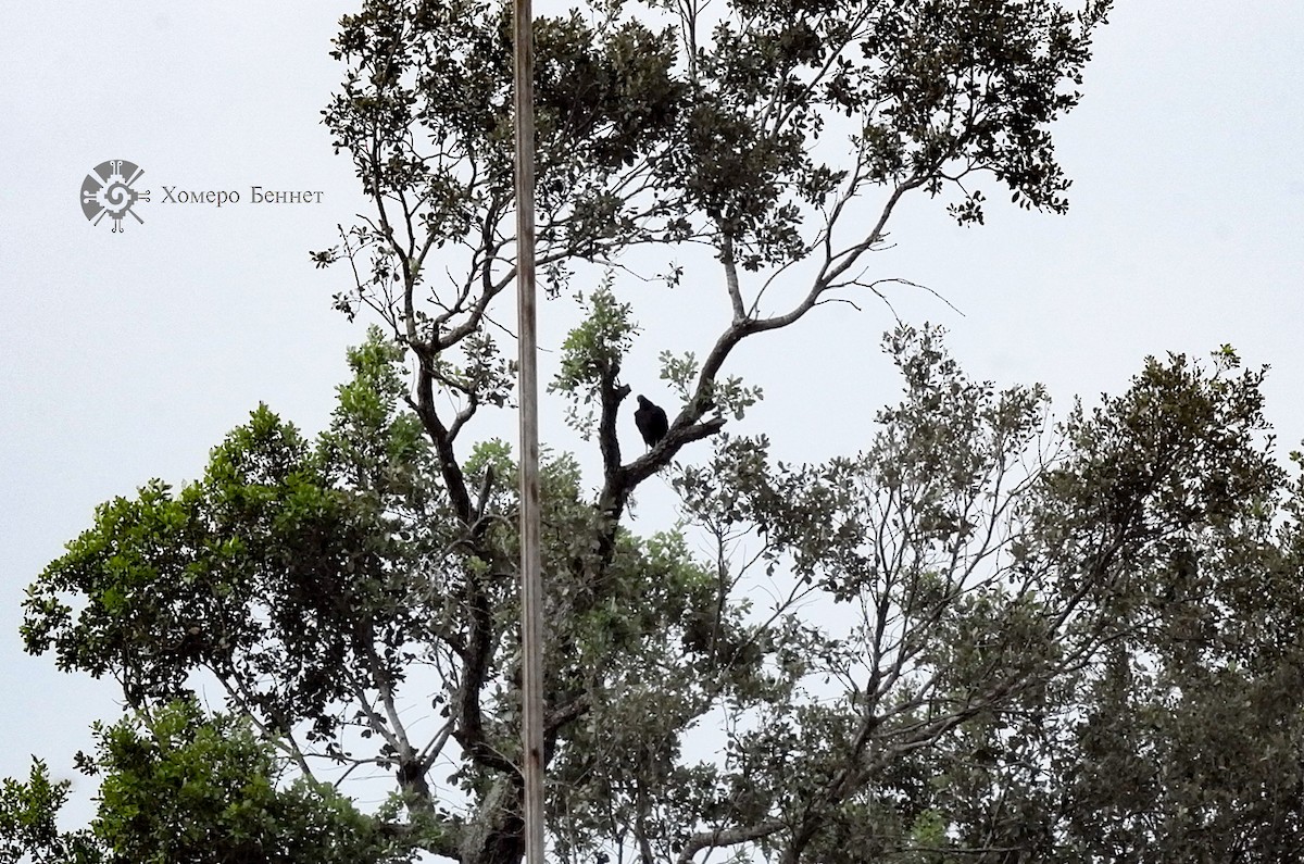 Black Vulture - ML151822011