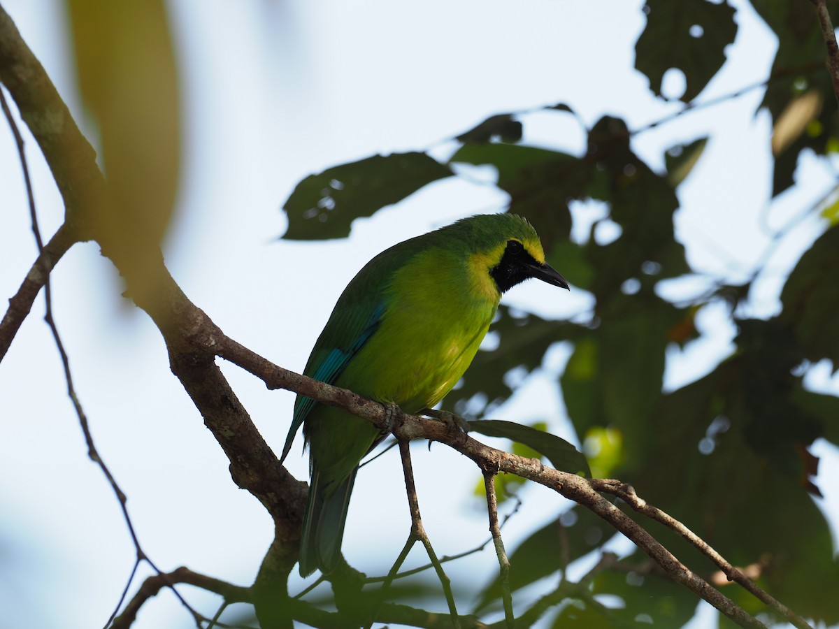 Bornean Leafbird - Wayne Hsu