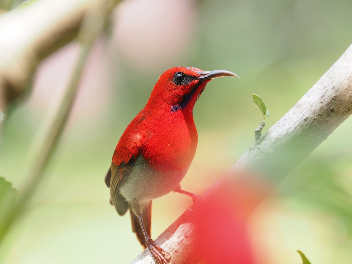 Temminck's Sunbird - Wayne Hsu