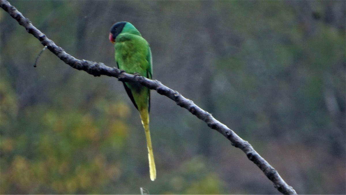 Himalaya Yeşil Papağanı - ML151823321