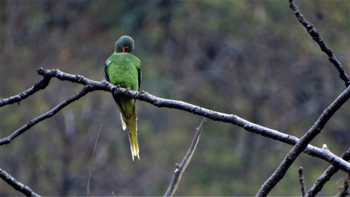 Himalaya Yeşil Papağanı - ML151823331