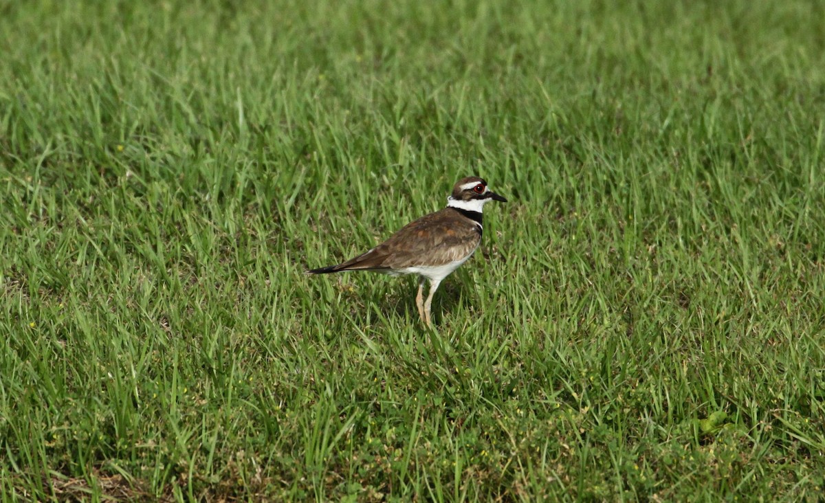 Killdeer - ML151824331