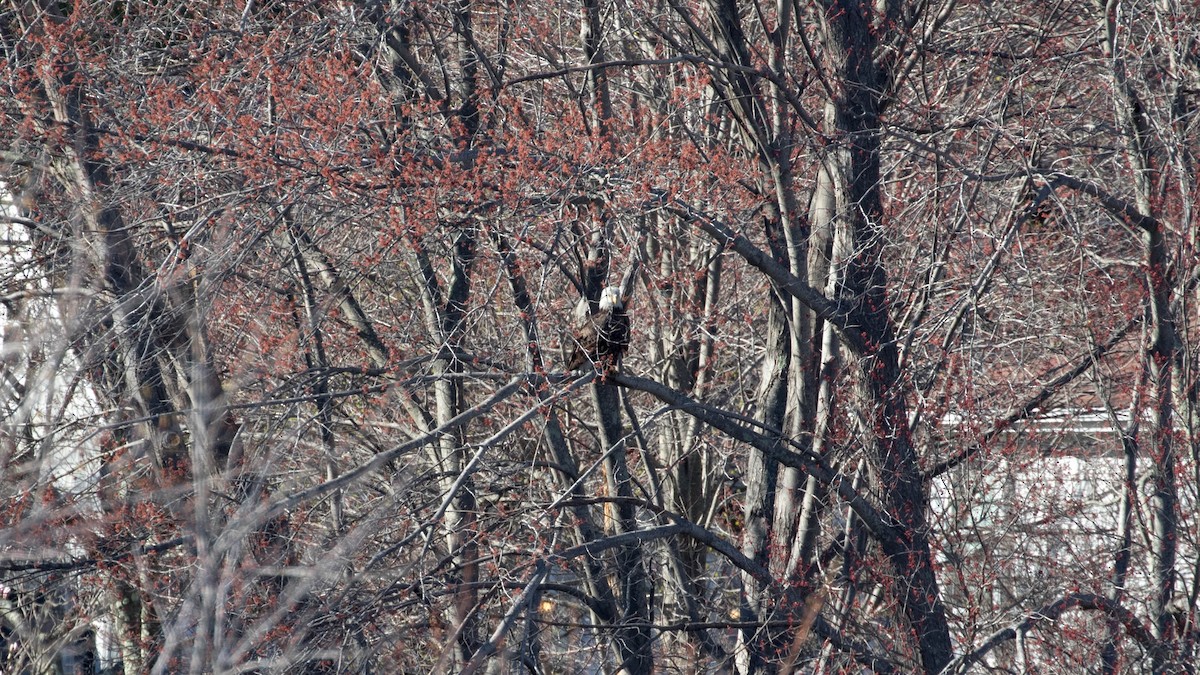 Weißkopf-Seeadler - ML151824381