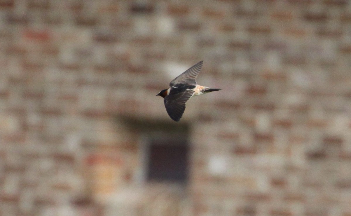 Cliff Swallow - Eric Soehren