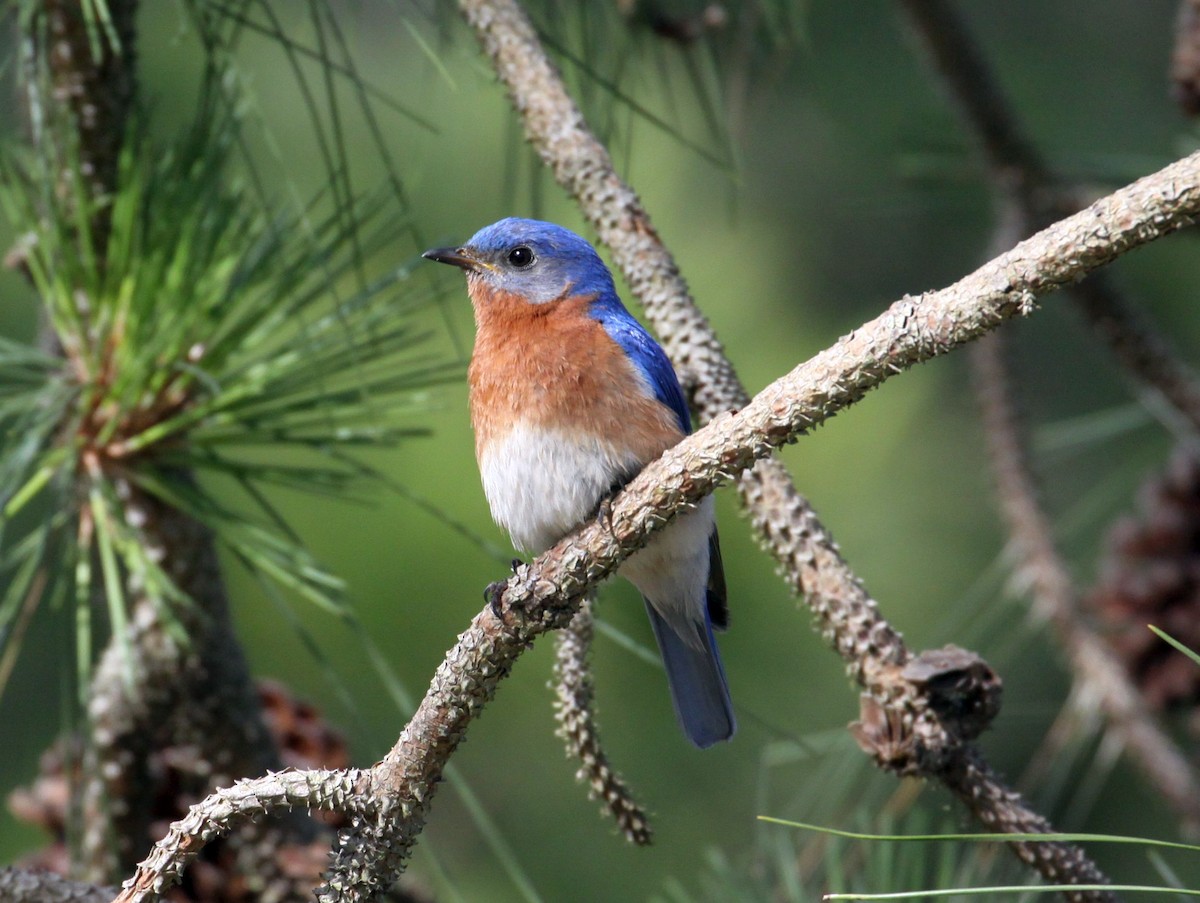 Eastern Bluebird - ML151824561