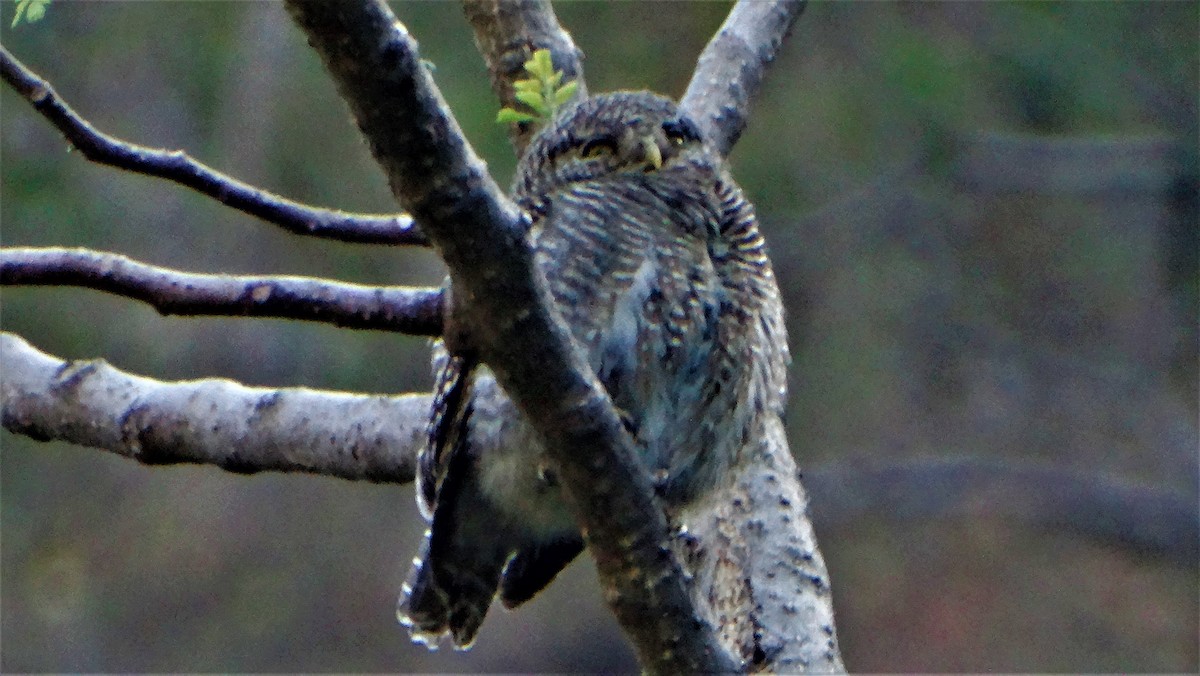 Asian Barred Owlet - Sreekumar Chirukandoth