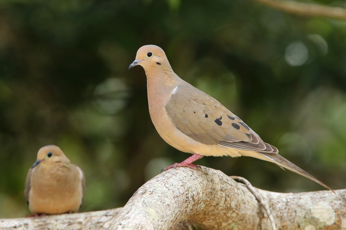 Mourning Dove - ML151826021