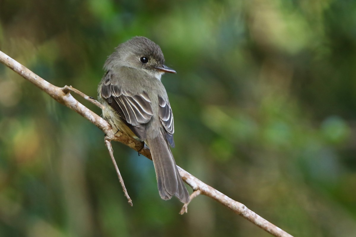 Hispaniolan Pewee - ML151826151