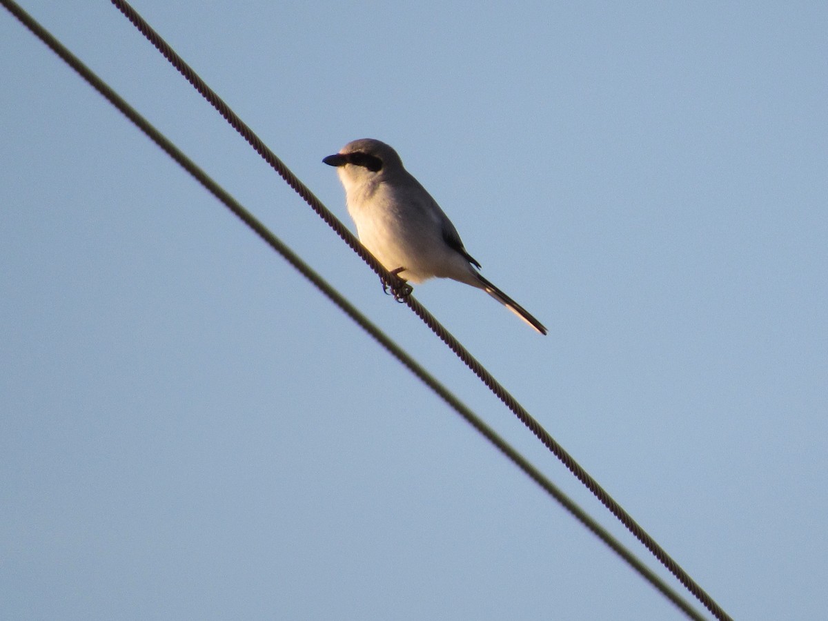 Loggerhead Shrike - ML151828111