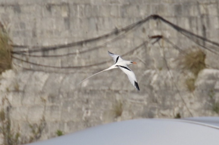 White-tailed Tropicbird - ML151828121