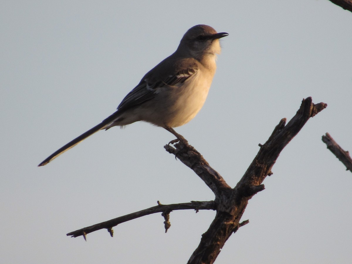 Northern Mockingbird - ML151828141