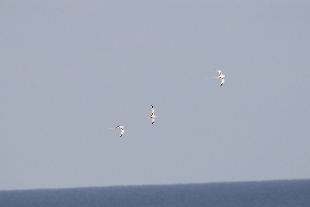 White-tailed Tropicbird - ML151828191