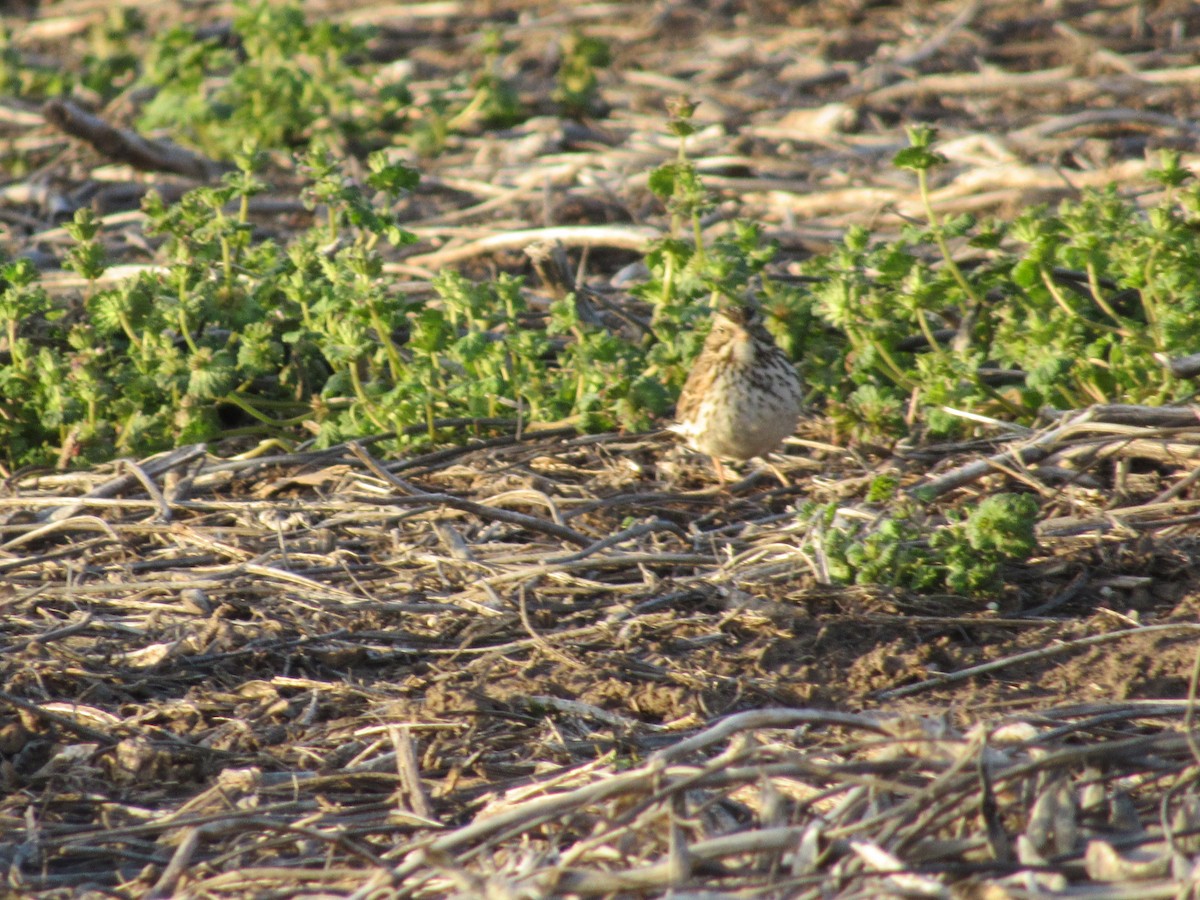 Savannah Sparrow - S. Queen