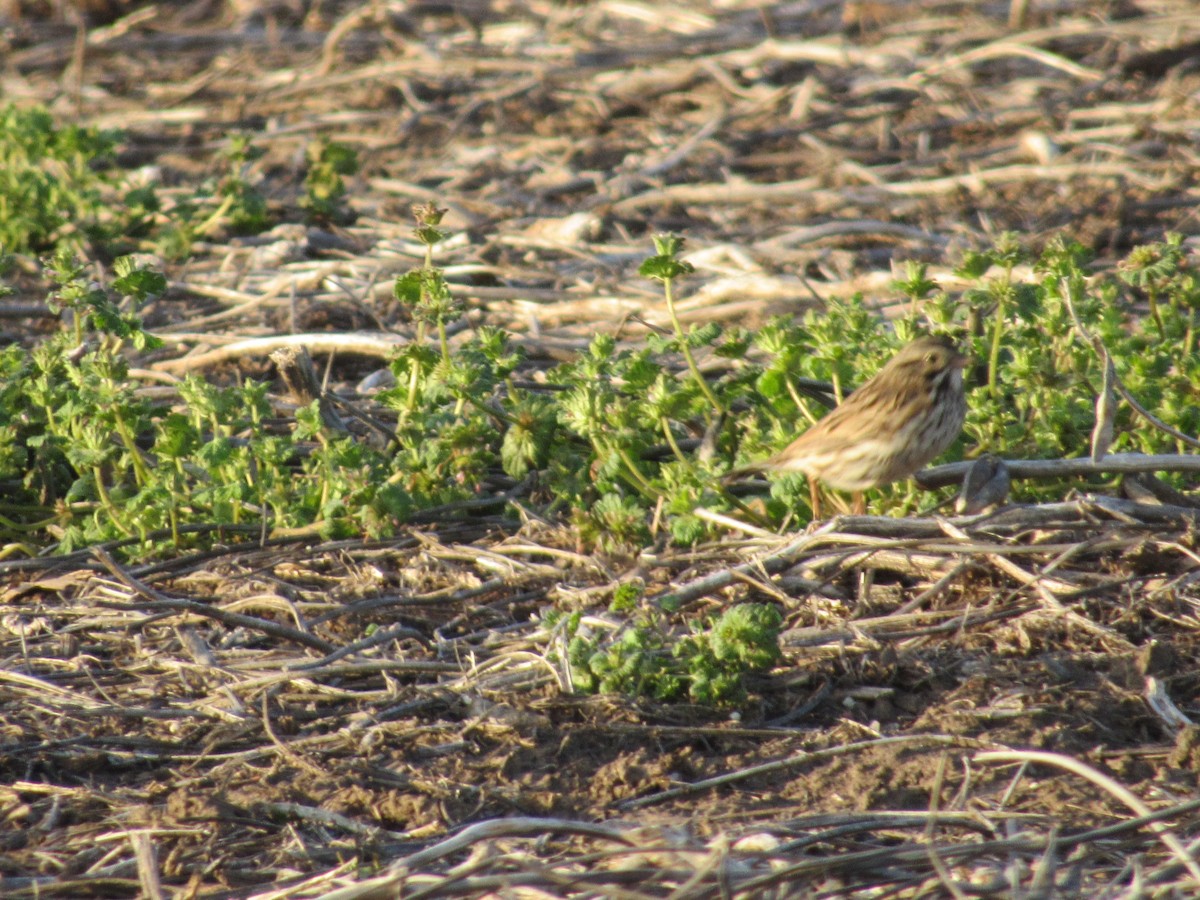 Savannah Sparrow - S. Queen